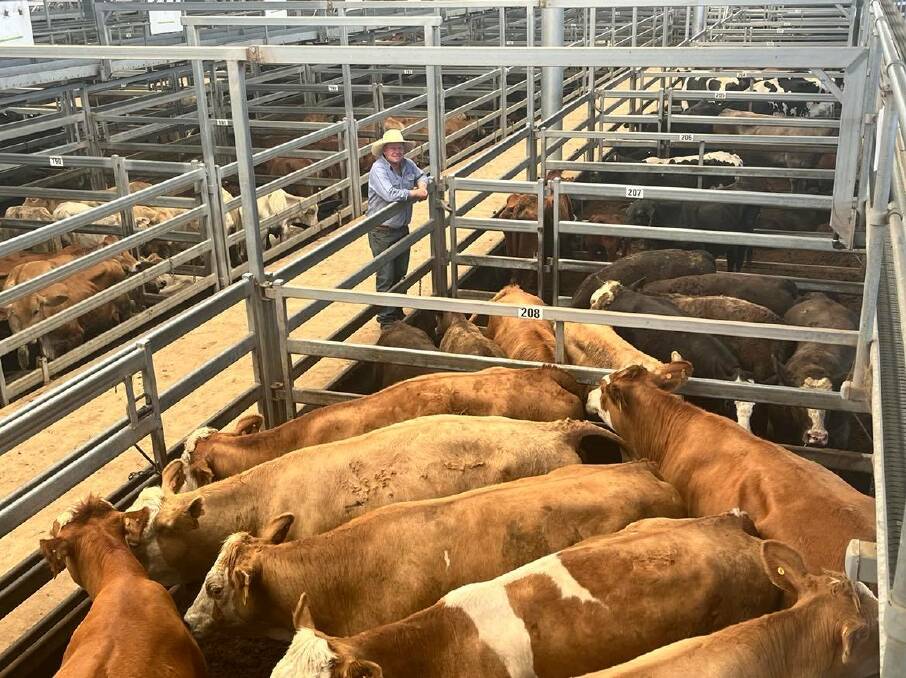 Pitt Son's Walcha agent, Troy Davies, with the market-topping cows with calves, a draft of nine Clay Gully Simmental cows with second calves at foot by a Black Simmental bull. They were sold on account of HD Stearman for $5200 a unit. 