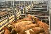 Tamworth cows with calves fetch $5200 a unit