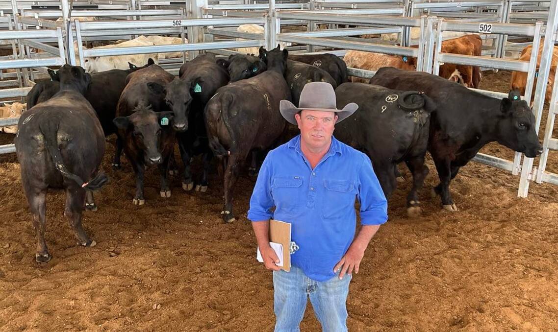 Buffier Livestock Marketing agent Francis Buffier with a draft of three-year-old PTIC Angus heifers sold by Waverley Station, Gundy, for a top of $3350 at Scone last Friday. 