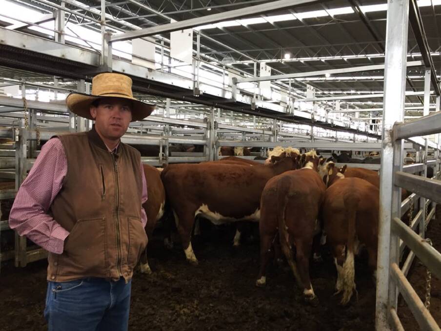 CL Squires and Co agent Robbie Bloch with 690kg Poll Hereford cows sold by Mountain Valley Pastoral, Coolatai, for 382c/kg ($2635.80) at Inverell on Tuesday. Photo: IRLX