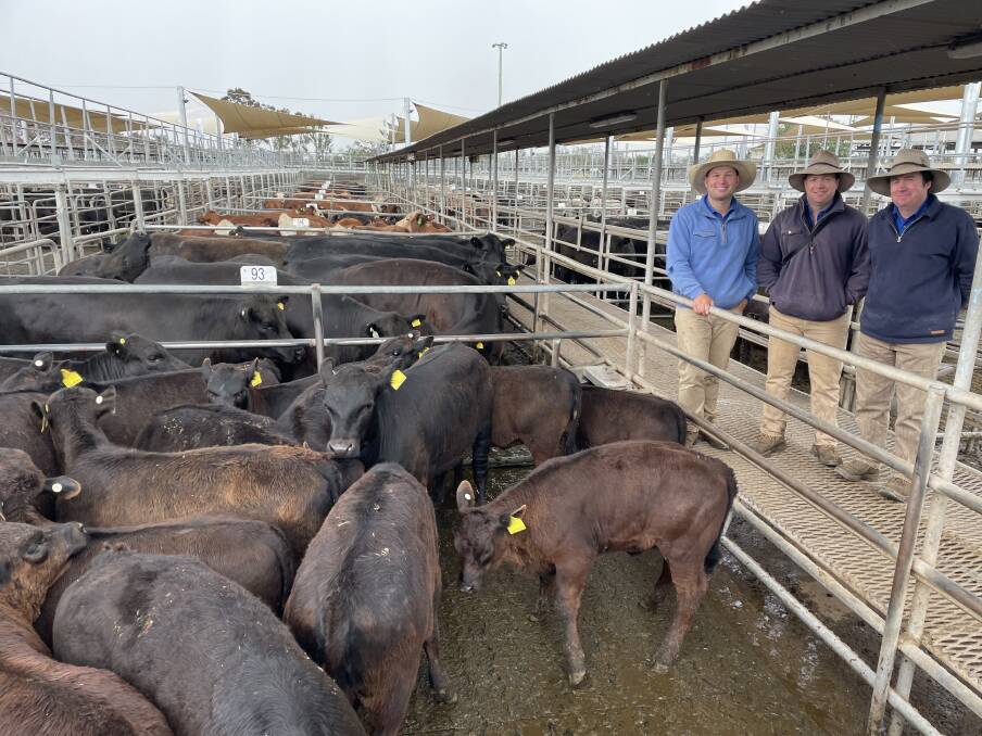 CPS Thomas Ballhausen and Irvine agents, Sam Christensen, Callan Thomas and Bryce Thomas with the market-topping draft of Angus cows with calves which sold for $4170 a unit. The price was a record for Dubbo Regional Livestock Markets. Photo: Rebecca Cooper