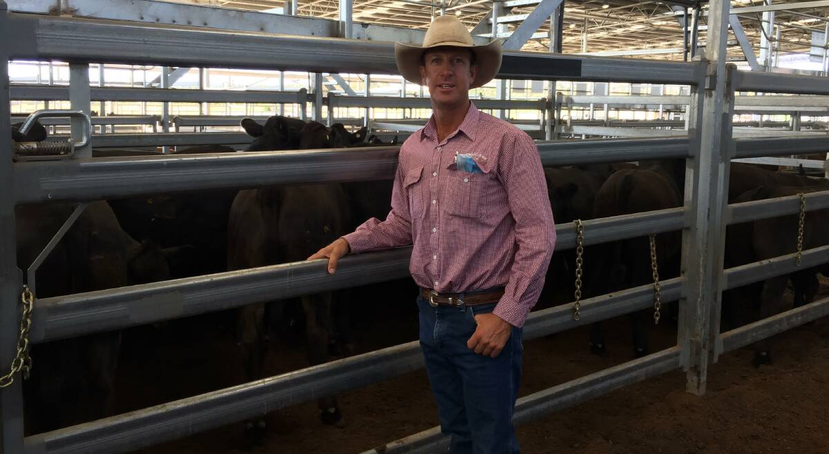 CL Squires and Company auctioneer Tom Oakes with Angus-cross steers, 325 kilograms, which sold on account of Valtellina Pty Ltd to 646.2 cents a kilogram to return $2104.19 a head on Tuesday at Inverell. Photo: Steven O'Brien