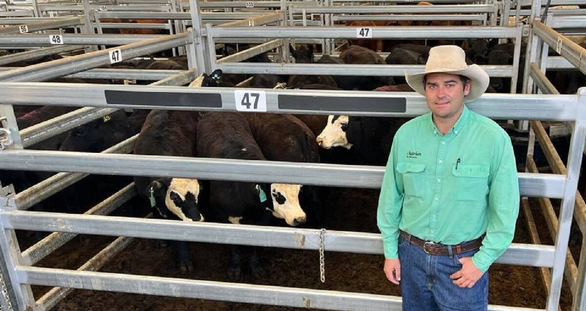 Nutrien Ag Solutions agent Chris Dobie, Scone, with 280kg black baldy weaner steers sold by Barg Investments, Belltrees, for 686c/kg ($1915) at Scone on Tuesday.