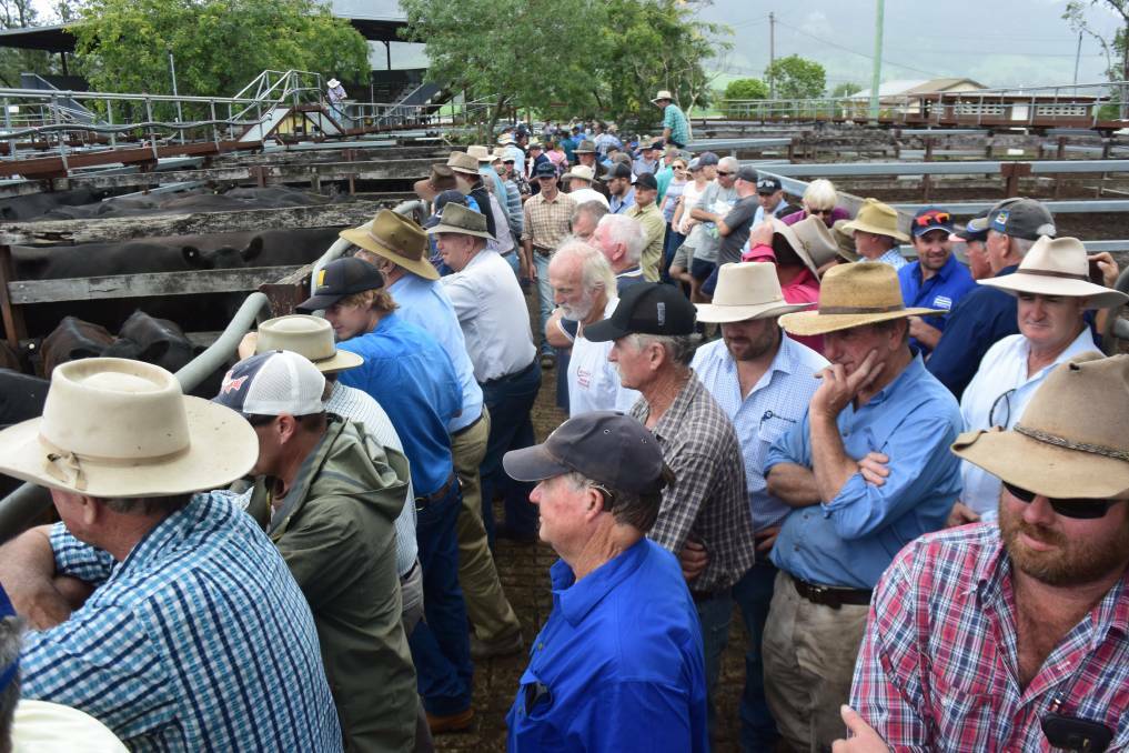The Gloucester sale was attended by buyers from as far afield as Merriwa and the Upper Hunter, Port Macquarie and the New England. File photo.