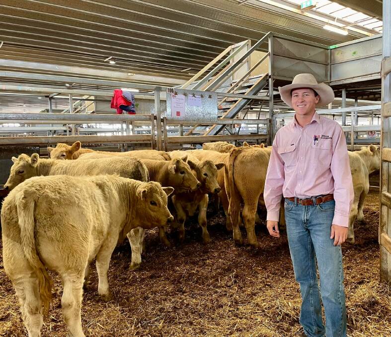Bowyer and Livermore Livestock agent Harry Phillips with Charolais steers, 356kg, sold on account M Fitzpatrick for 654 cents a kilogram to return $2330 a head. Photo: Josh Stephen.