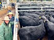 Agents Mark Garland, PT Lord, Dakin and Associates, and Jamie Stuart, Milling Stuart, with a draft of 180 Narranmore-blood Angus steers straight from their mothers, which returned $2180/head for vendor Paul McGirr, Mendooran, in a wet market on Wednesday.