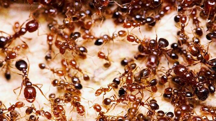 Fire ants are a problem for the agriculture and tourism sectors, and in every day life. Picture supplied