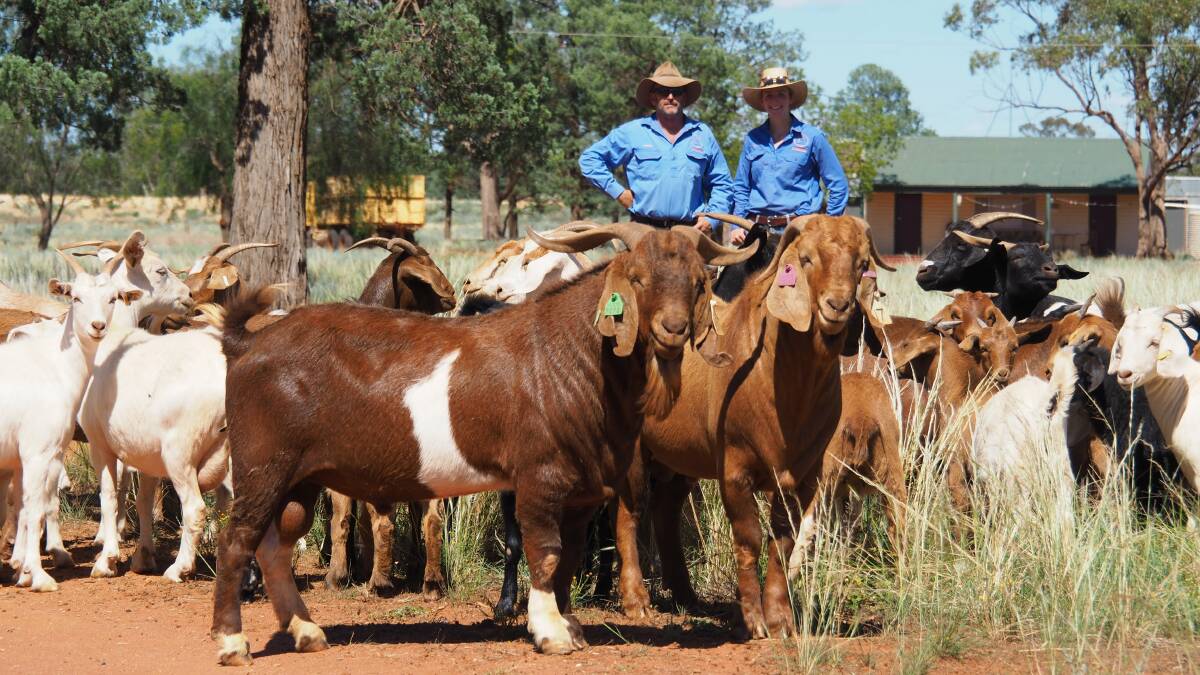 GOAT MANAGEMENT: Etiwanda's Andrew Mosely, Cobar, with daughter Jess, and their hardy, "rangeland ready" but strategically managed goats. Photo: Megan Mosely