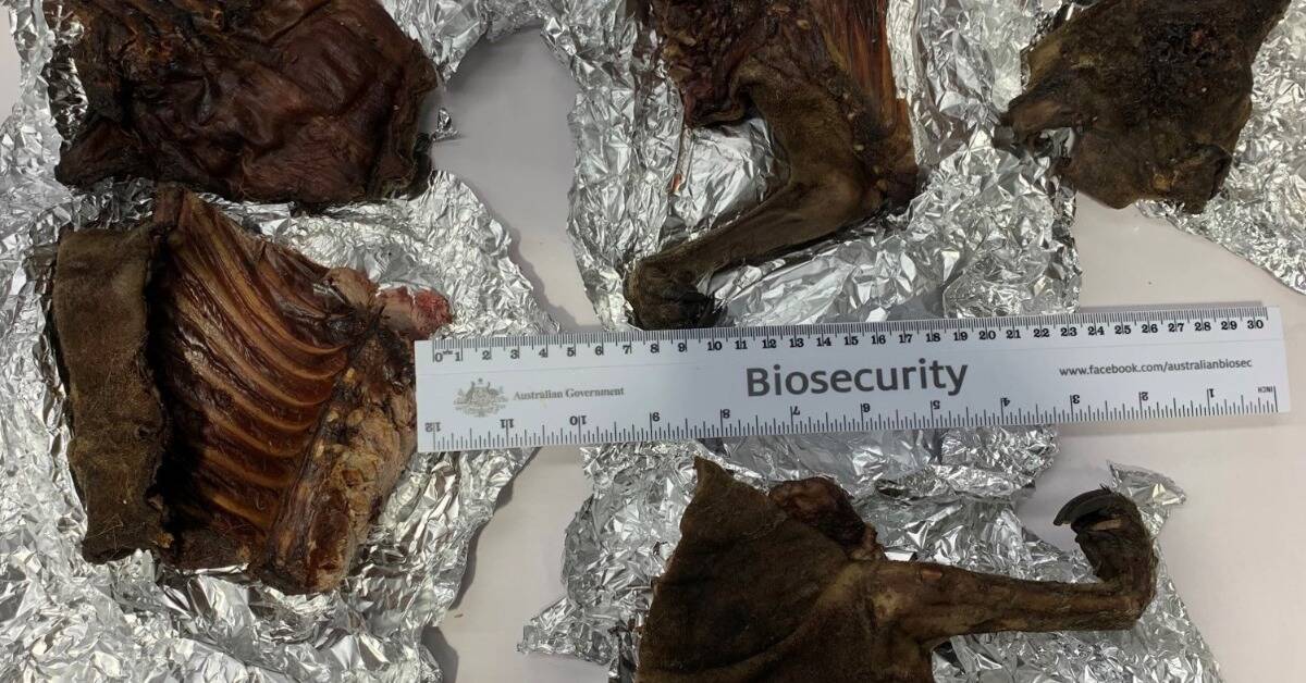 Biosecurity officers have confiscated 1.1kg of wallaby meat at Brisbane International Airport. Picture DAFF 