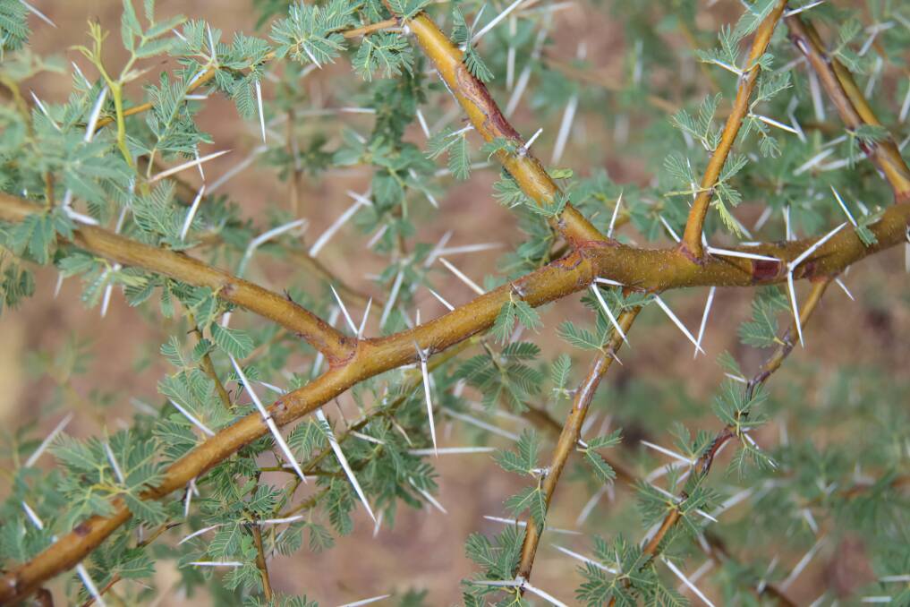 Prickly acacia has been impacting Western Queensland graziers for decades, but now there could be a powerful solution. Picture by Queensland government