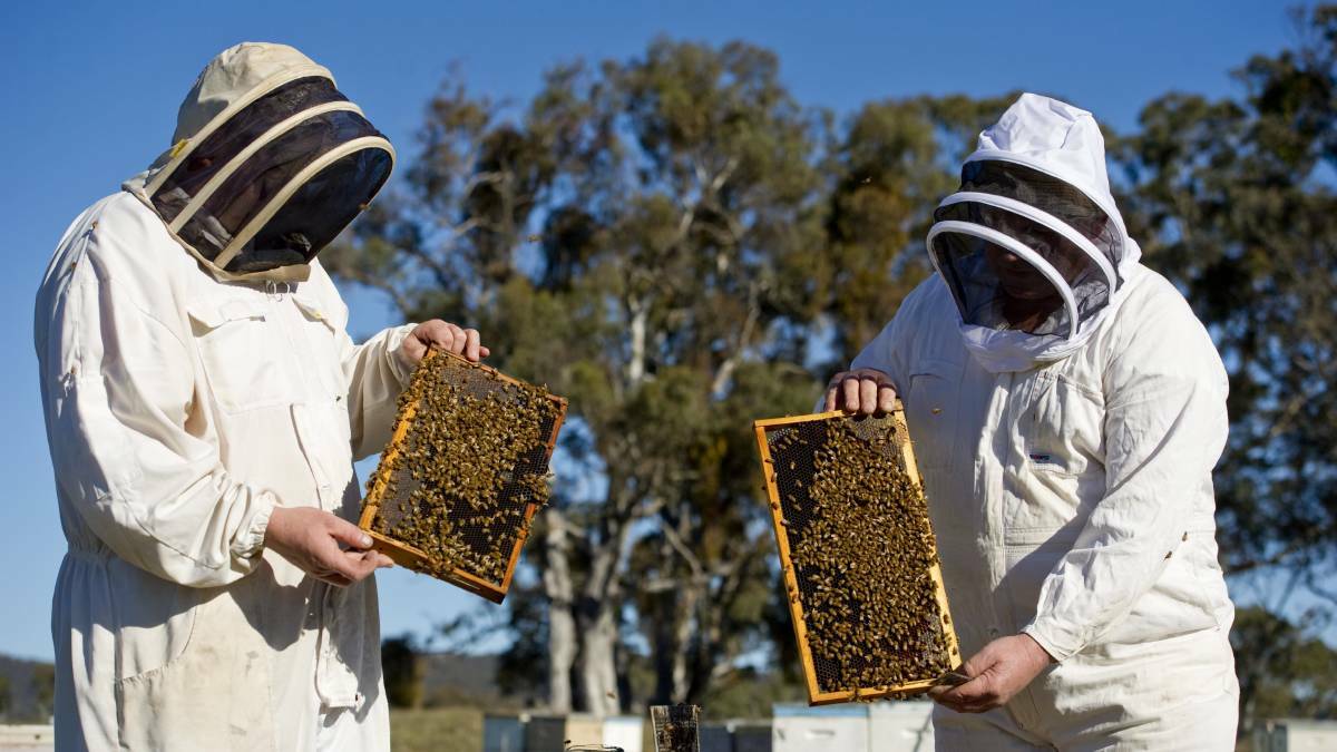 The apiarist performs a crucial role in agriculture, not only producing honey but also supplying bees that pollinate crops worth billions of dollars.