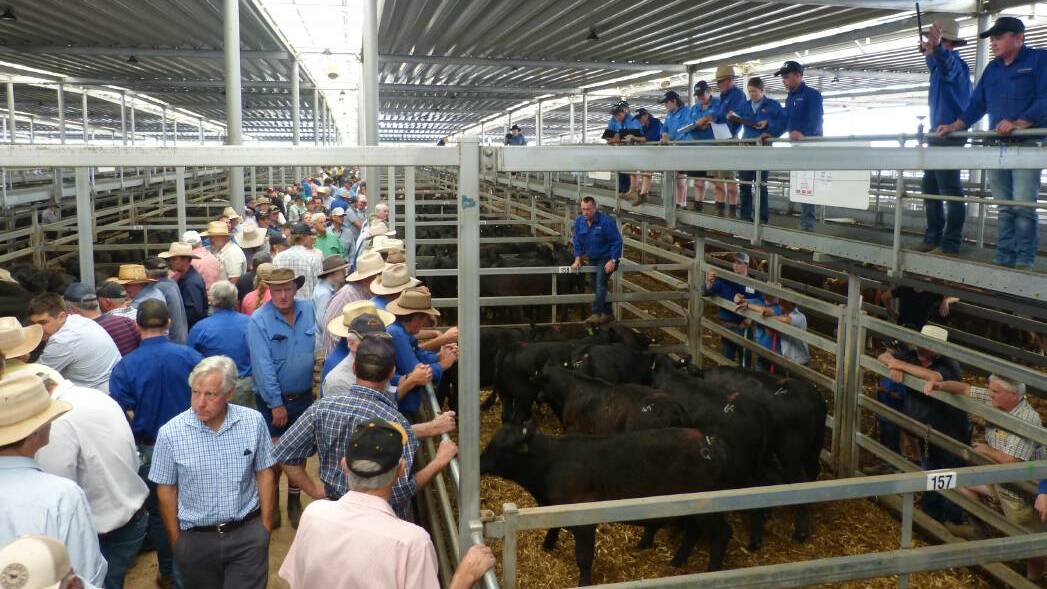 The livestock buyer is pivotal to the livestock production chain, often being a major factor in setting the price of livestock by their mere attendance - or non-attendance - at a sale. Picture: Phillippe Perez.