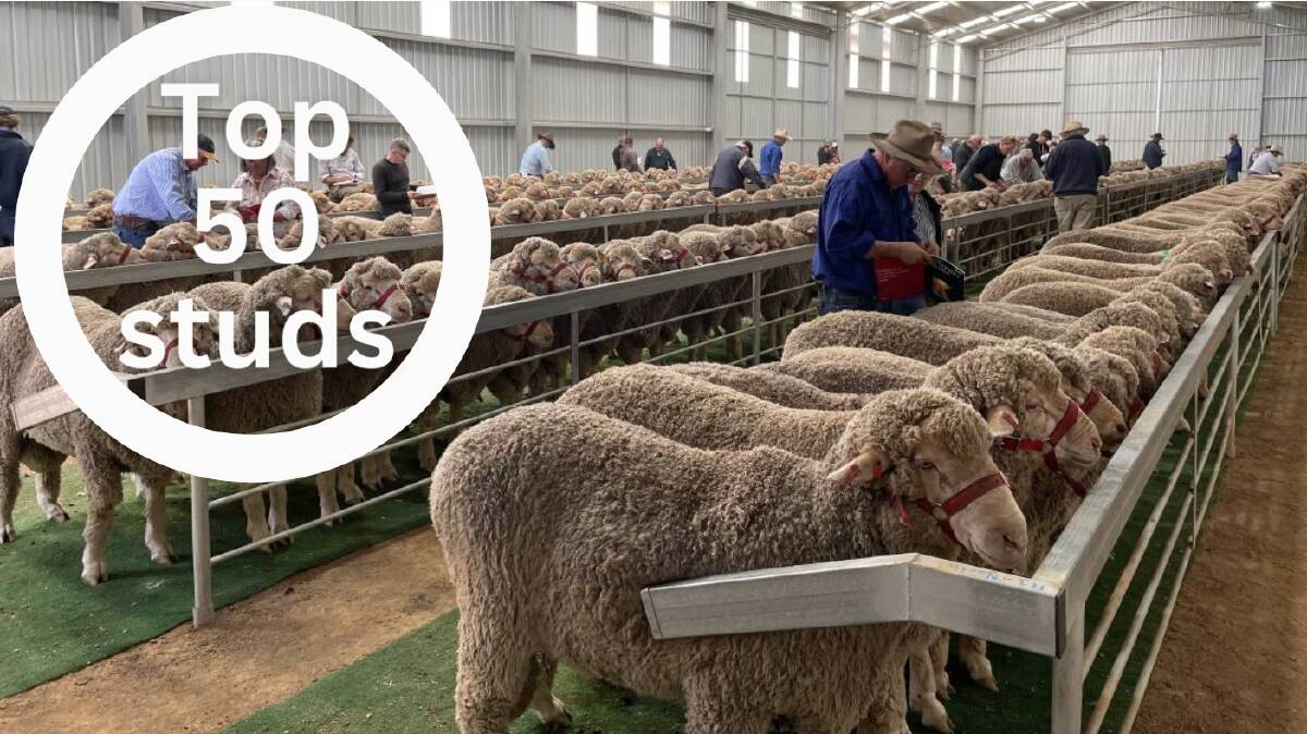 Revealed: Australia's top 50 Merino ram studs of 2023