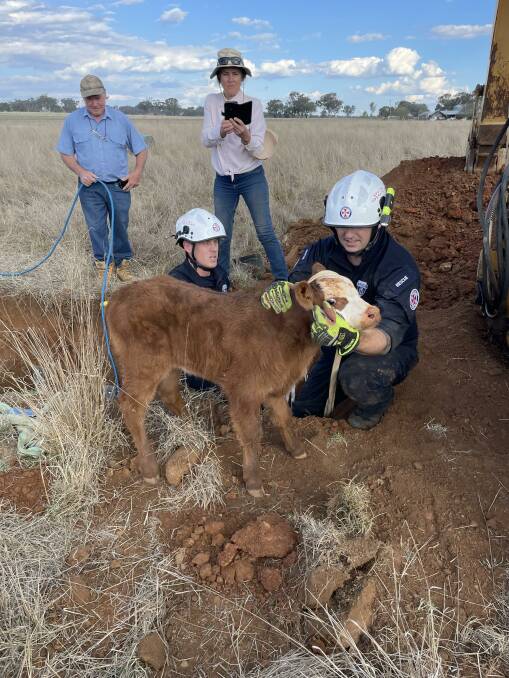 The paramedics at the scene were trained in large animal rescues. Picture supplied