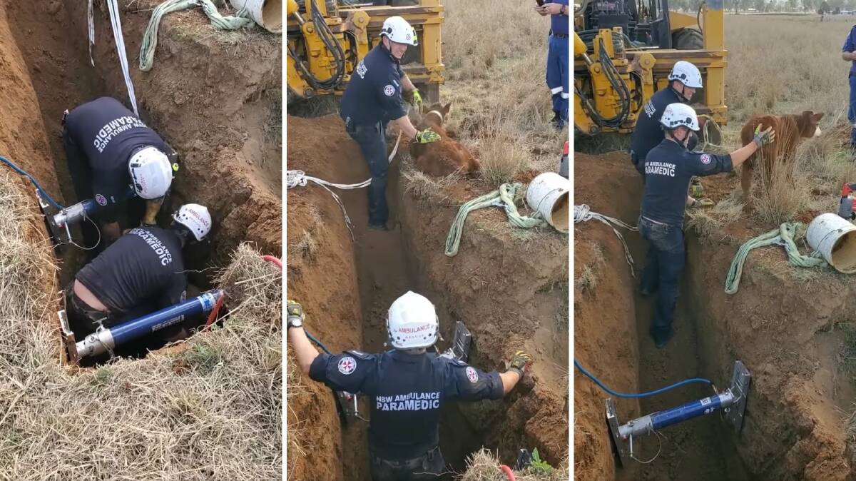 NSW Ambulance paramedics rescued the cow from a hole near Tamworth. Pictures by NSW Ambulance