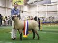 Grand champion Hampshire Downs ewe, exhibited by Southport, led by Monique Sherman. Picture: Clare Adcock