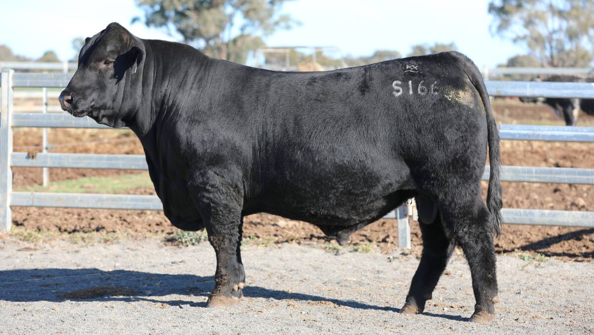 2023 Sire Shootout champion, K5X Satellite S166 (Angus), exhibited by SB Hayward and KL Smith, Allora, Qld.