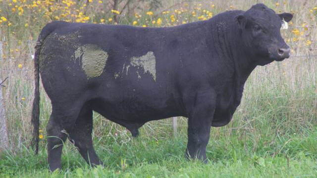 Top Priced Bull Wattletop General R85 sold for $28,500