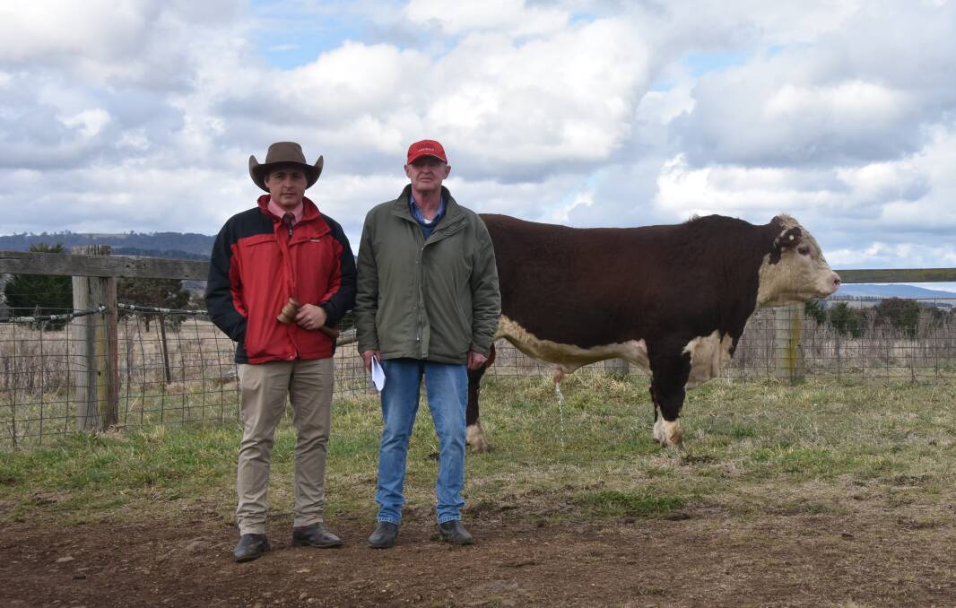 Auctioner Lincoln Mckinlay with Tummel Herefords Chris Lisle