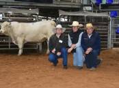 Ben Noller, Palgrove, Dalveen, Qld, with Stuart Sheldrake, Mcgrath, and Luke Scicluna, Davidson Cameron and Co, with the $44,000 top-priced bull.
