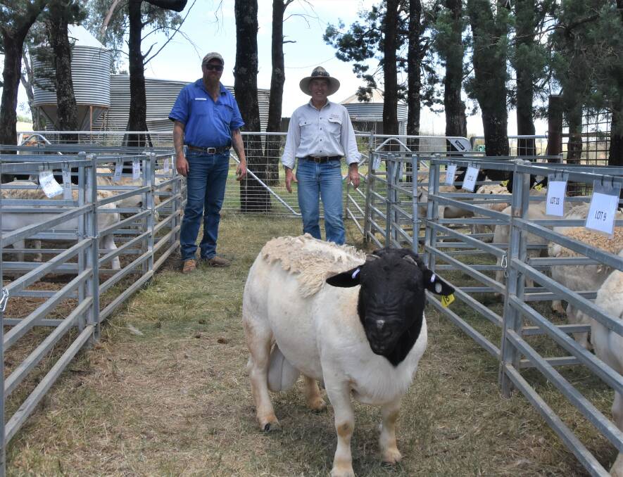 One of the equal top-priced rams, Merlin 200053 ,which sold for $2400 to Rod Digby, Bingara, with vendor Terry Balla, Merlin Dorpers, Attunga. 