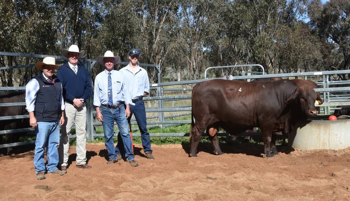 Luke Scicluna of Davidson Cameron & Co alongside auctioneer Paul Dooley, Tamworth, and Watasanta's Neil and Jack Watson, Tamworth, with the top bull. 
