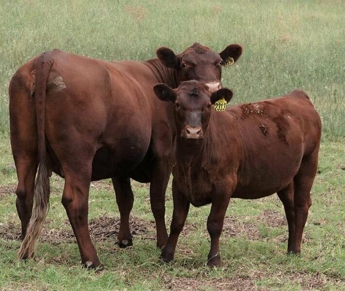 An Omega 3 cow and calf from the heart of the stud herd