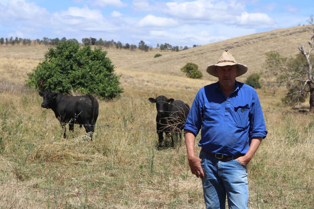 Cavan Station's general manager, Matt Crozier, with some 2021-drop Angus bulls bred on farm. Photo: Kate Loudon