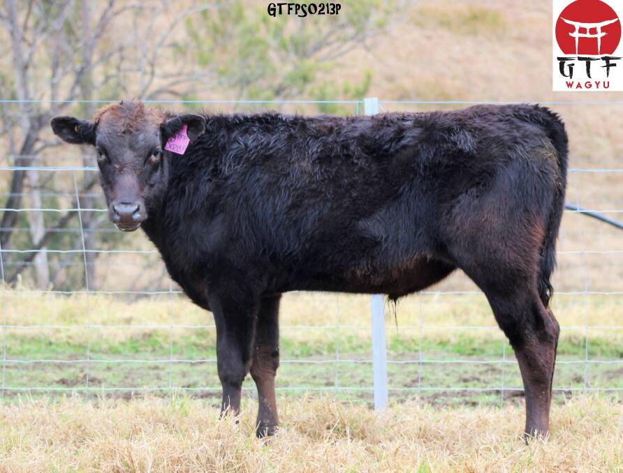 Top-priced bull: The $77,500 Gateway Poll S0213P was purchased by Hidden Valley Wagyu, Wollongong.