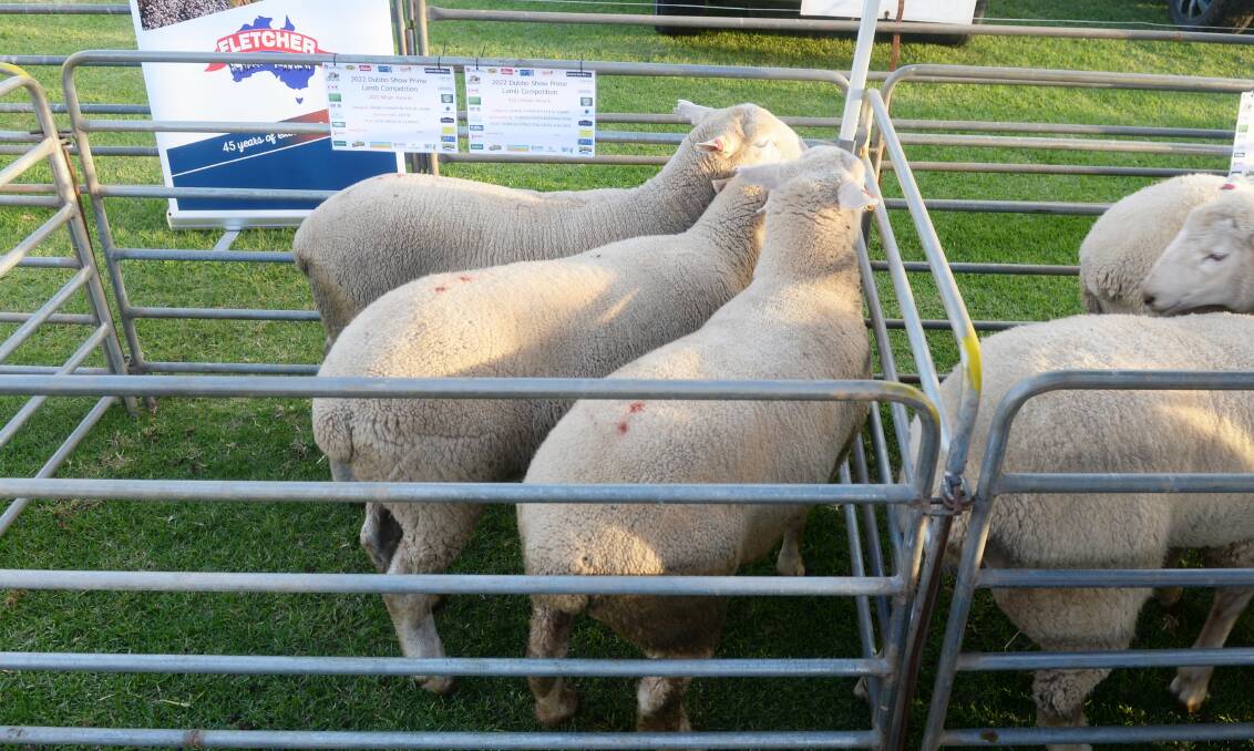 The Haycocks winning pen of lambs at the 2022 Dubbo Show Prime Lamb Competition