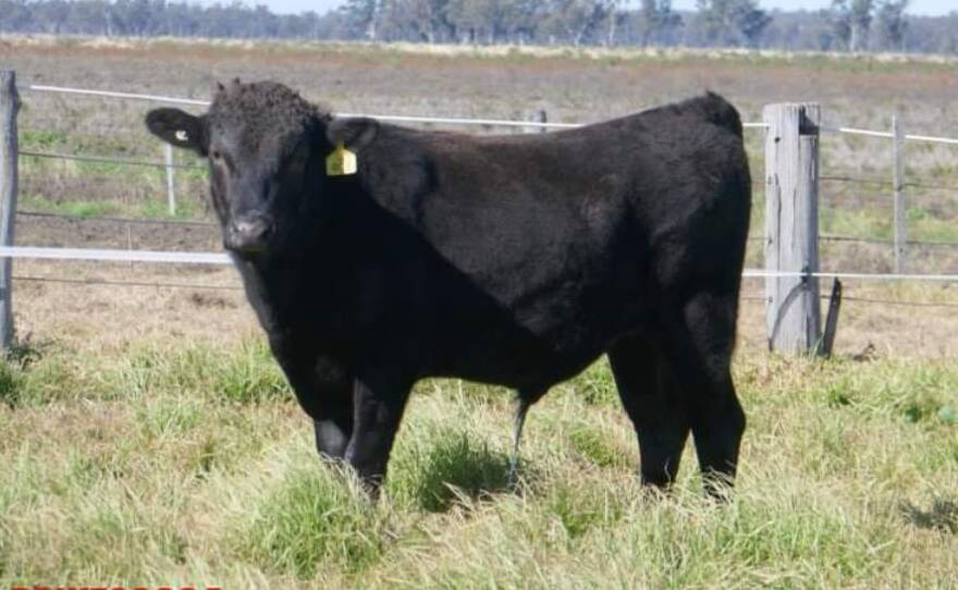 The $46,000 top-priced bull Macquarie Wagyu S0904 purchased by an undisclosed buyer. Photo: Supplied