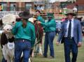 Oliver Jeffrey, Eathorpe Poll Herefords, Armidale, in action at the Royal Queensland Show. Photo: Clare Adcock
