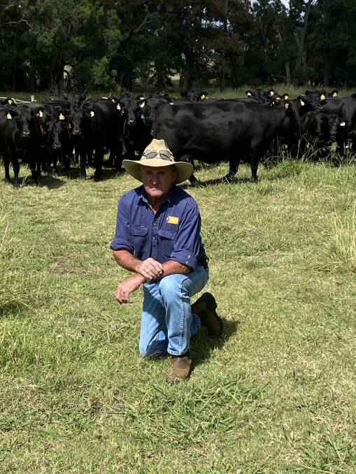 Minnamurra Pastoral Company general manager Dennis Power, Coolah, pictured with young Angus heifers on farm. Photo: Supplied