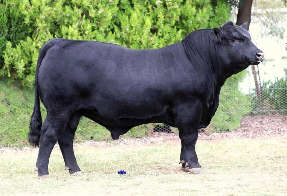 Top priced bull: $18,000 Diamond Redemption R423, purchased by Giles Partnership, Ilford.
Photo: Five Star Creative Promotions