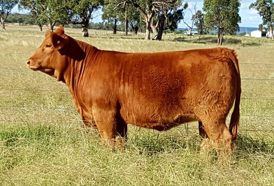 Top priced female: Progress Shimmering Star. Photo: Supplied