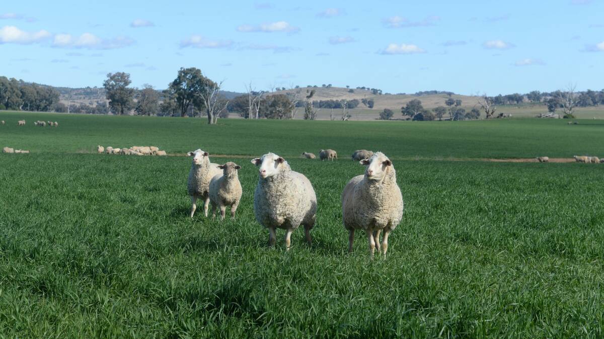 As spring lambing and kidding begins, foxes remain a large threat to lamb survival and farm productivity. Photo: Kate Loudon