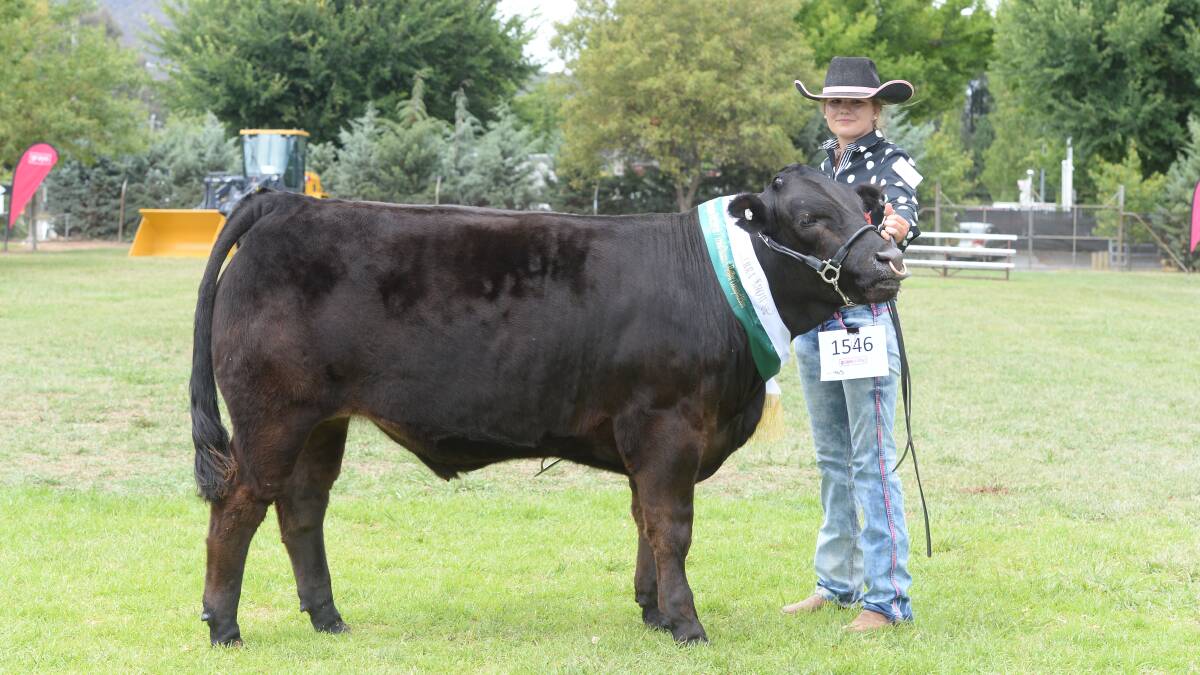 Reserve champion led steer (non-kill) Sheraton Vision T5 exhibited by St. Johns College, Dubbo, with student Jemima Foran. 