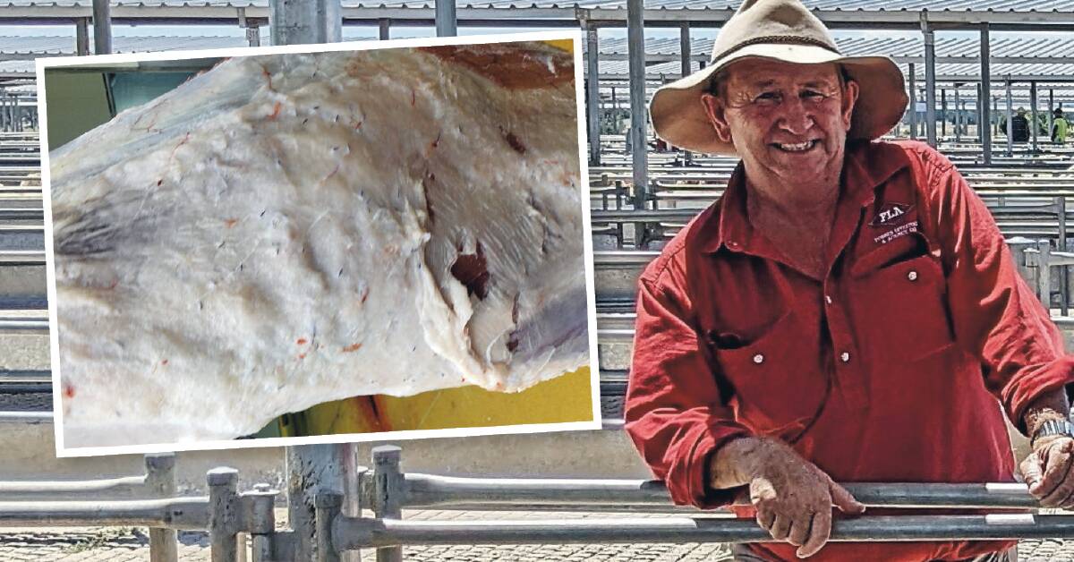 Forbes Livestock Agency's Tim Mackay says producers should consider the damage to lambs by grass seeds and plan to prevent contamination. Photos: Supplied