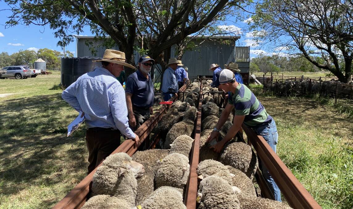 Inspections were underway on the 11 flocks entered in the 24th Annual Chris Naake Memorial Flock Ewe Competition. Picture supplied.