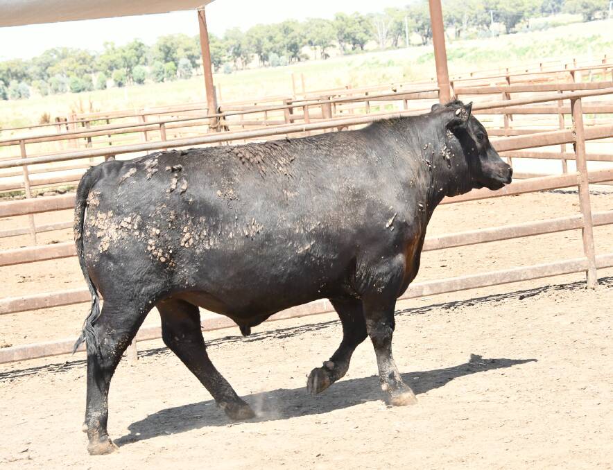 The Angus steer which resulted in the highest scoring carcase for the Baringa team on 90 points. 