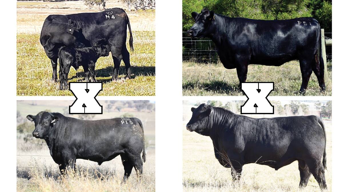 The two joining's for the equal top priced sexed pregnancies at $10,000, (L) Barnett Disco Girl N4 and Millah Murrah Paratrooper P15, (R) Ayrvale Prototype P51 and Texas Iceman R725.
Photos Supplied