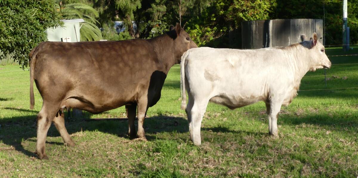 Top priced female: Monterey Annabelle M213, sold for $10,500 to Bennooka Park, Bega.