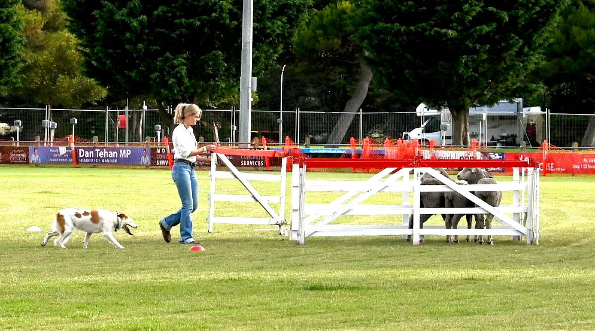Emily Kissick with her dog Vaimari Dixie, competing at the Commonwealth Championships Sheepdog Trials in Port Fairy, Tas.
Photo: Supplied