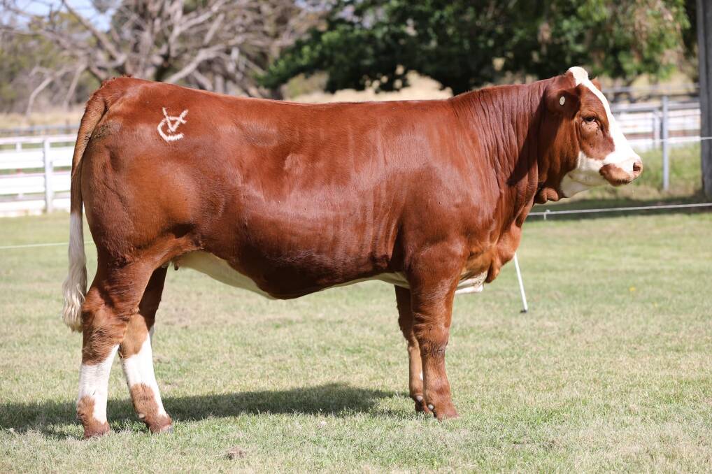 Top priced female: A 12-month-old, Sunny Valley Canon 86E, daughter, VC Covergirl S015, sold for $31,000 to an undisclosed buyer. Photo: Clear Vision Imaging