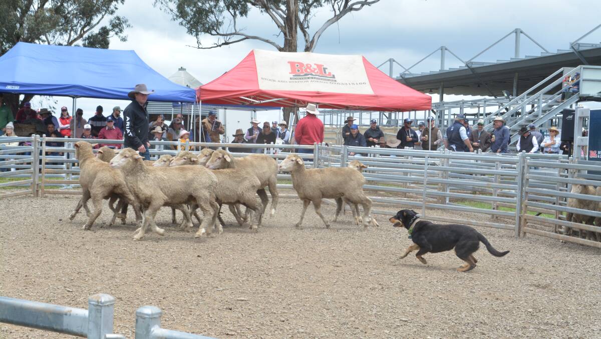 Working dogs and their owners are set to arrive at Carcoar's Central Tablelands Livestock Exchange from Thursday to Sunday this week for the Working Dog Trial and Auction with over 500 trial entries received. Photo: Hannah Powe