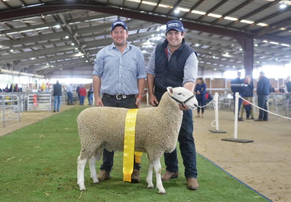 Ben and Daniel Simmons, Talbragar Border Leicesters, Dunedoo, with their ram tag 55, who was awarded the Gillawarrina Cup for best Border Leicester sheep in show. 