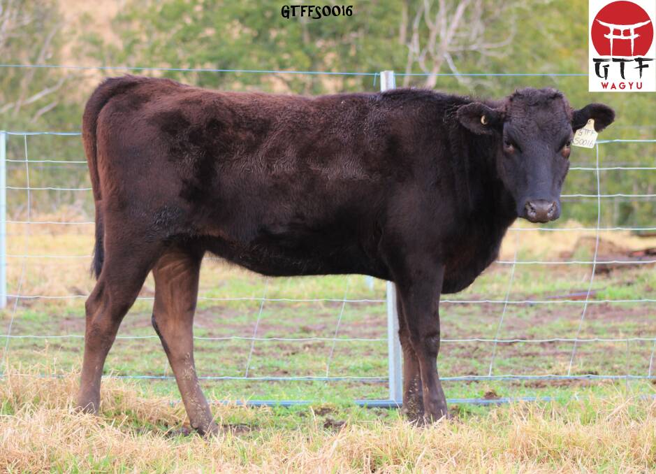 AMERICA BUYS: The $82,500 second-top priced heifer, Gateway G113 S0016, purchased by Synergy Wagyu, Spring City, Pennsylvania, USA.