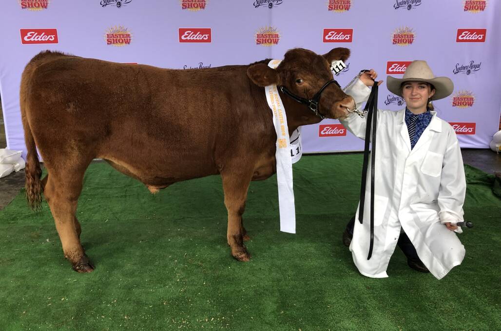 Nowra High student, Tahlia Cornish-day, year 11, with the South Devon steer during live judging. Photo: Supplied
