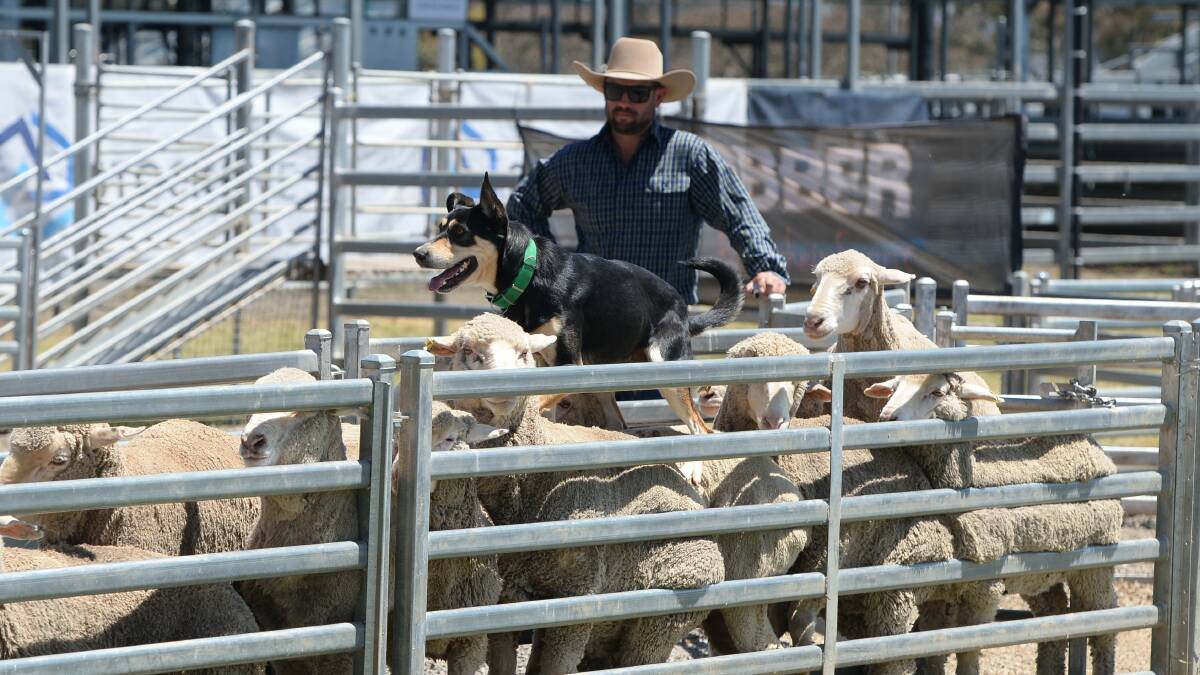 Working dogs battled it out in the finals for sheep and cattle at The Working Dog Challenge. Photo: Kate Loudon