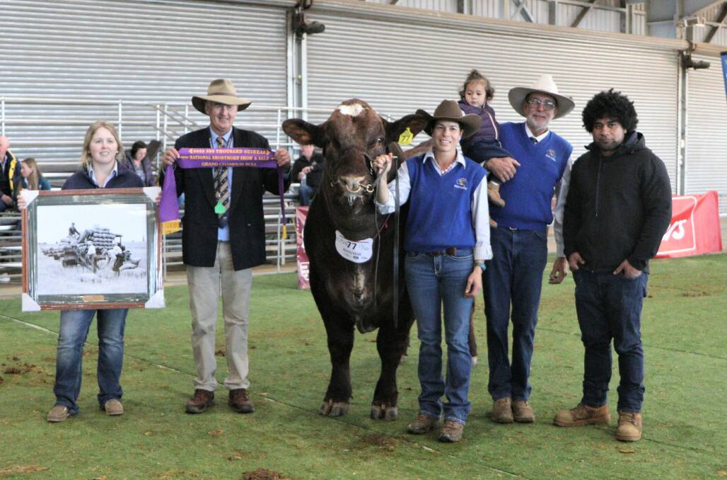 Sponsor Charlotte Davies, The Land, Dubbo, and judge Peter Collins, Merridale Angus, Tennyson, Vic, with the grand champion bull led by Krystelle Ridley, K.O Shorthorns, Forbes, and Stella (18m), Keith Ridley, Eselar Park, Forbes, and Mahefangupo, Forbes.